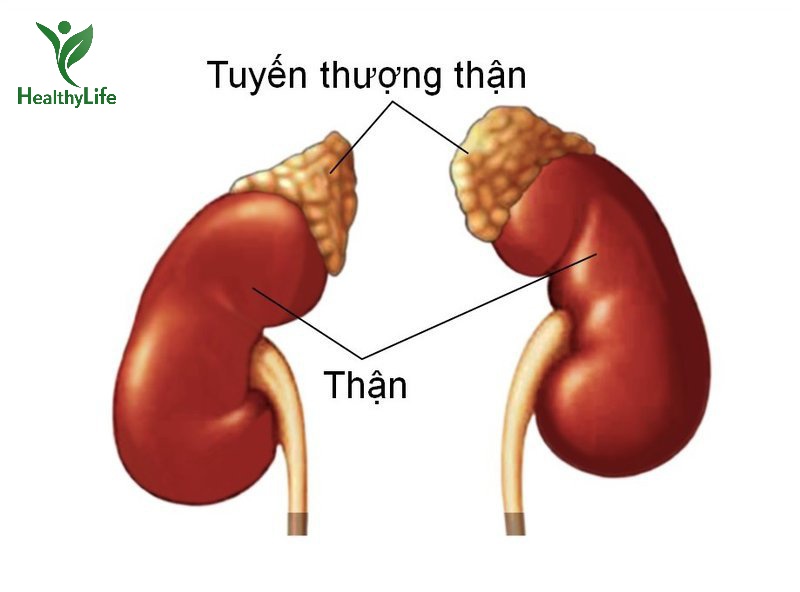 Tuyến Thượng Thận – “Nhà máy nội tiết” nhỏ mà cực kỳ quan trọng!